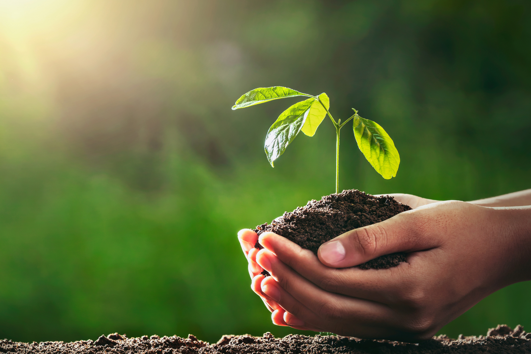zdjęcie dłoni trzymających garść ziemi i sadzonkę