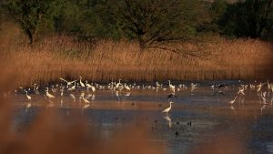 Stado żurawi w naturalnym środowisku